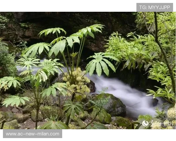 _野生动植物保护跑:运动与环保双赢_,野生动植物保护宣传海报